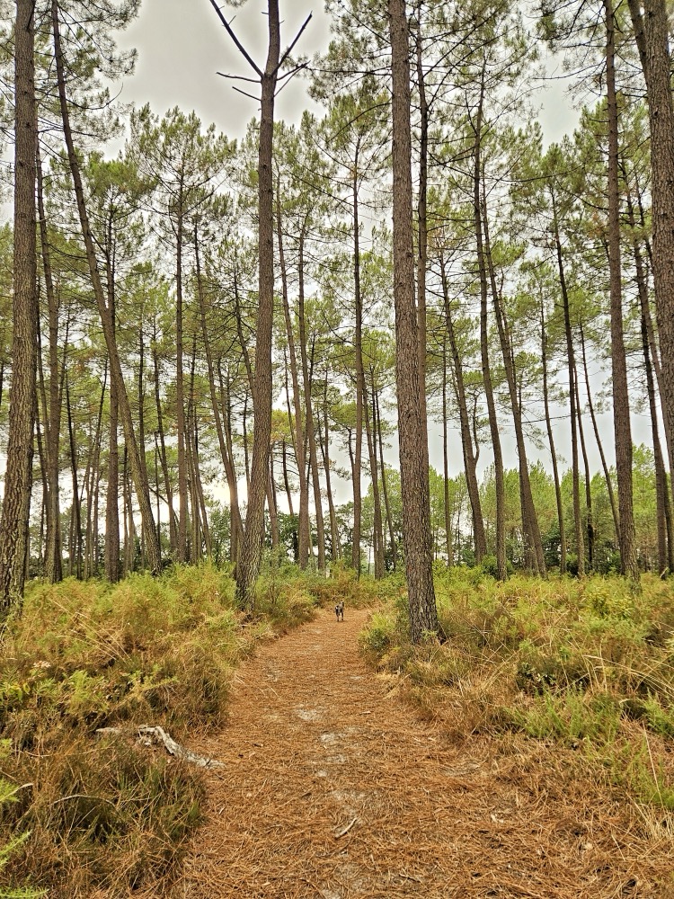 Delphine en balade en forêt avec son chien